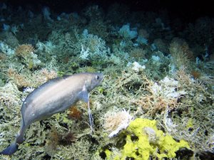 A greater forkbeard swimming over cold-water coral reefs of the Logachev Mound, South Rockall. White coral, live; grey coral, dead. Credit: Changing Oceans