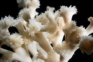 Close-up of the cold-water coral, Lophelia pertusa. Credit: Solvin Zankl